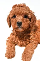 Finley , a female Miniature Goldendoodle for sale in Fredericksburg, OH – 5 of 10