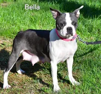 Scott , a male Boston Terrier for sale in Fredericksburg, OH – Photo 8 of 8