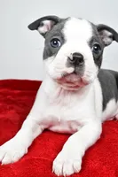 Scott , a male Boston Terrier for sale in Fredericksburg, OH – Photo 2 of 8