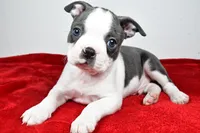 Scott , a male Boston Terrier for sale in Fredericksburg, OH – Photo 6 of 8