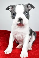 Scott , a male Boston Terrier for sale in Fredericksburg, OH – Photo 1 of 8