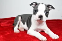 Scott , a male Boston Terrier for sale in Fredericksburg, OH – Photo 4 of 8