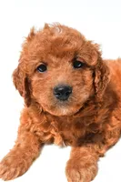 Fran, a female Miniature Goldendoodle for sale in Fredericksburg, OH – 8 of 10