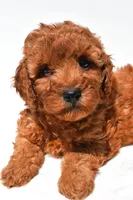 Frances , a female Miniature Goldendoodle for sale in Fredericksburg, OH – 8 of 10