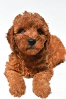 Frances , a female Miniature Goldendoodle for sale in Fredericksburg, OH – 3 of 10