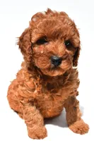 Frances , a female Miniature Goldendoodle for sale in Fredericksburg, OH – 5 of 10