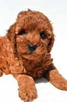 Frances , a female Miniature Goldendoodle for sale in Fredericksburg, OH – 6 of 10