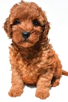 Frances , a female Miniature Goldendoodle for sale in Fredericksburg, OH – 4 of 10
