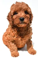Frances , a female Miniature Goldendoodle for sale in Fredericksburg, OH – 2 of 10