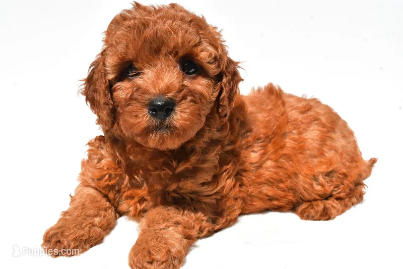 Frances  – Miniature Goldendoodle puppy for sale in Fredericksburg, OH