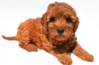 Frances , a female Miniature Goldendoodle for sale in Fredericksburg, OH – 7 of 10