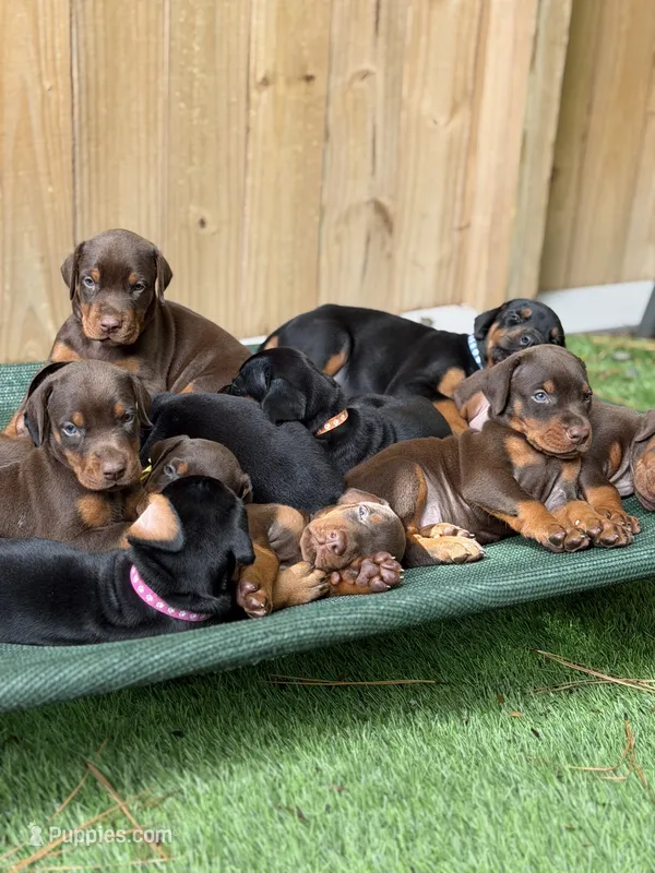 Boomer AVE MY – Doberman Pinscher puppy for sale in Richmond, VA