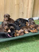 Boomer AVE MY, a male Doberman Pinscher for sale in Richmond, VA – 3 of 9