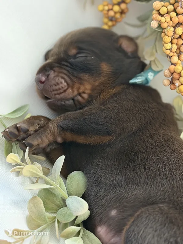 Bruce AVE MY – Doberman Pinscher puppy for sale in Richmond, VA