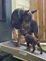 Bruce AVE MY, a male Doberman Pinscher for sale in Richmond, VA – 3 of 4