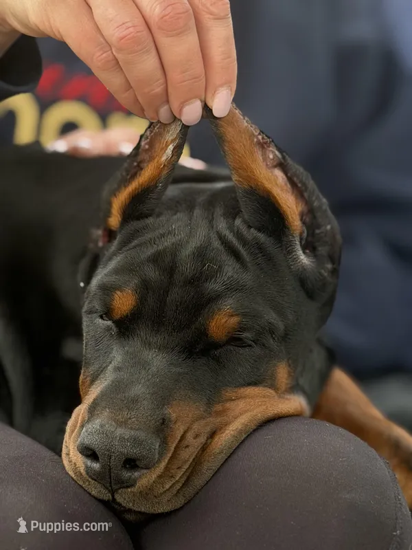 Anaconda AVE MY – Doberman Pinscher puppy for sale in Richmond, VA