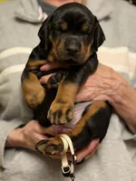 Anaconda AVE MY, a female Doberman Pinscher for sale in Richmond, VA – Photo 1 of 3