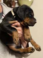 Anaconda AVE MY, a female Doberman Pinscher for sale in Richmond, VA – Photo 2 of 3
