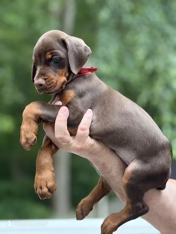 Boomer AVE MY – Doberman Pinscher puppy for sale in Richmond, VA