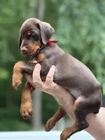 Boomer AVE MY, a male Doberman Pinscher for sale in Richmond, VA – 1 of 9