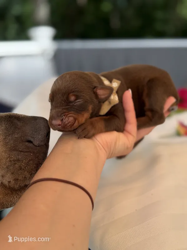 Bee AVE MY  – Doberman Pinscher puppy for sale in Richmond, VA