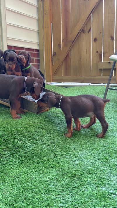 Bruce AVE MY, a male Doberman Pinscher for sale in Richmond, VA – 4 of 4
