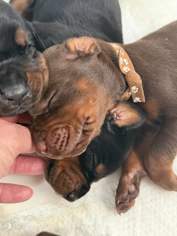 Blaze AVE MY  – Doberman Pinscher puppy for sale in Richmond, VA