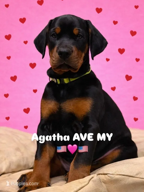 Agatha AVE MY