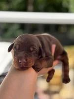 Brie AVE MY, a female Doberman Pinscher for sale in Richmond, VA – 3 of 3