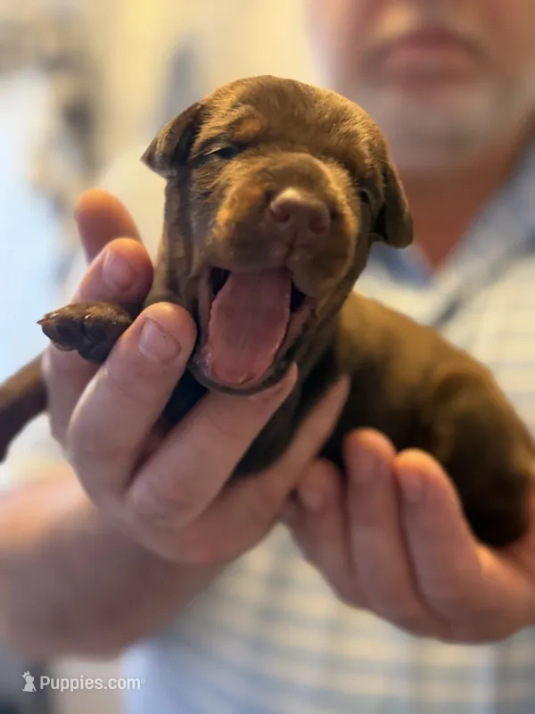 Boomer AVE MY – Doberman Pinscher puppy for sale in Richmond, VA