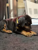 processed/e1675e59-0878-4c06-8d67-f58de8aaf2f7/listing/49debf8a-51c7-49d6-ab17-392325842317/dea7add3-1903-4e23-8db8-19242581b508