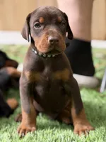 Brutus AVE MY, a male Doberman Pinscher for sale in Richmond, VA – 4 of 5