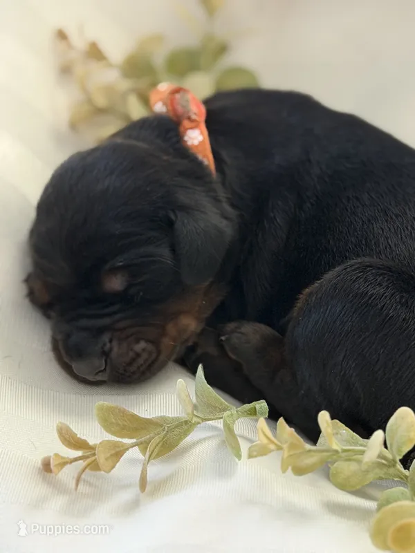 Bentley AVE MY – Doberman Pinscher puppy for sale in Richmond, VA