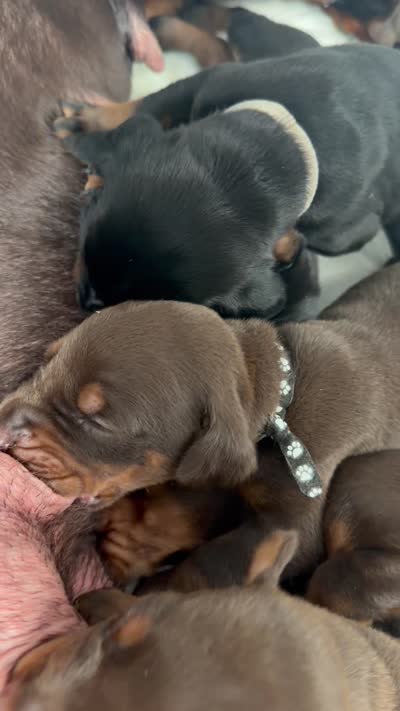 Brutus AVE MY, a male Doberman Pinscher for sale in Richmond, VA – 2 of 2