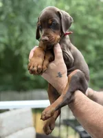 Boomer AVE MY, a male Doberman Pinscher for sale in Richmond, VA – 2 of 9