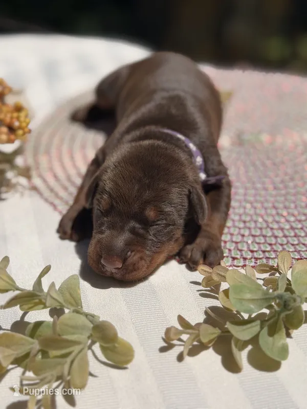 Buffy AVE MY  – Doberman Pinscher puppy for sale in Richmond, VA