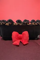 processed/e1675e59-0878-4c06-8d67-f58de8aaf2f7/listing/6a1ba026-a977-4824-a598-a02650b38889/578e21a6-b315-4964-a758-c91e3ce16913