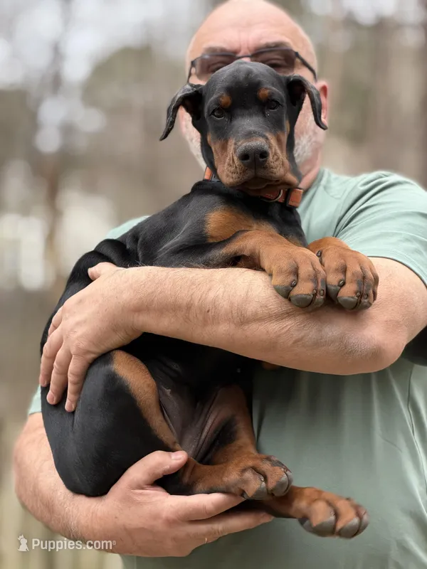 Alpha AVE MY – Doberman Pinscher puppy for sale in Richmond, VA