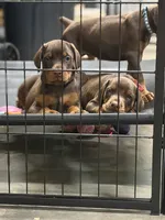 Boomer AVE MY, a male Doberman Pinscher for sale in Richmond, VA – 4 of 9