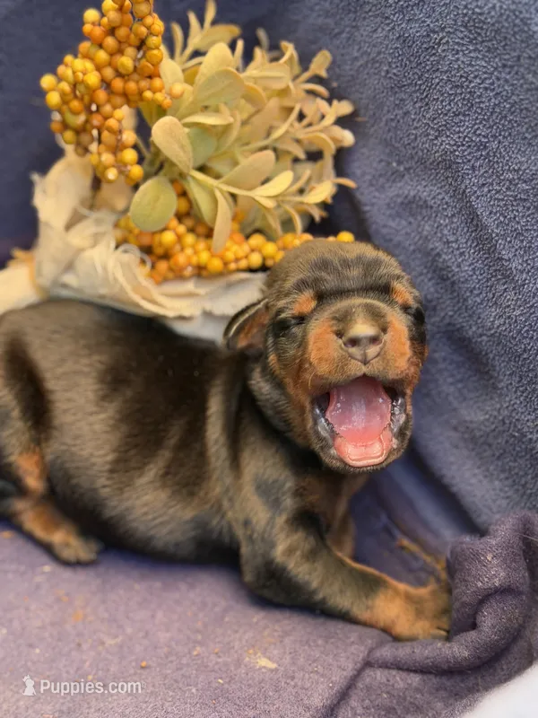 Bagheera AVE MY  – Doberman Pinscher puppy for sale in Richmond, VA