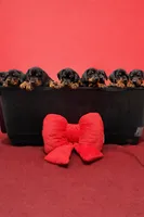 Annabelle AVE MY, a female Doberman Pinscher for sale in Richmond, VA – Photo 2 of 4