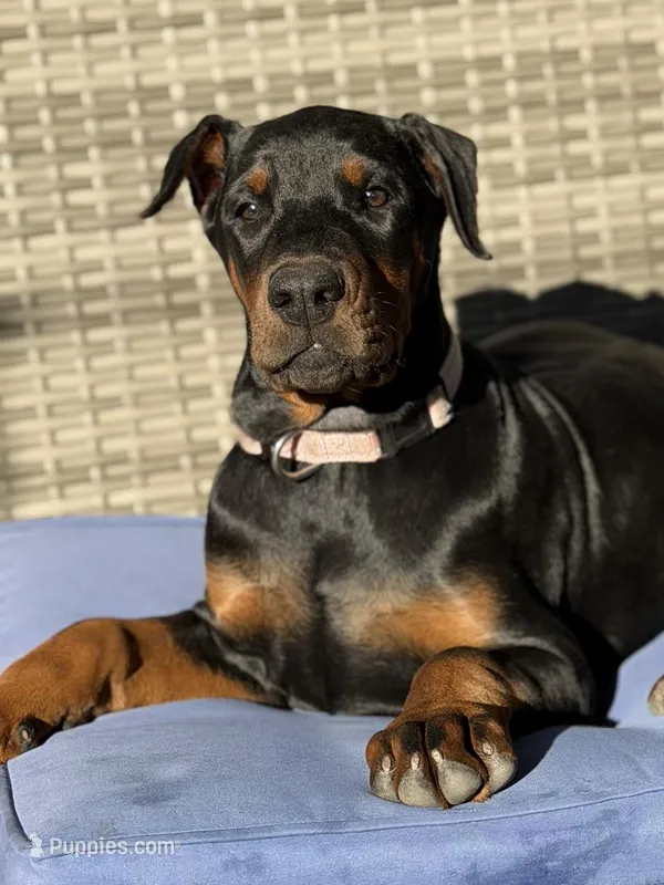 Annabelle AVE MY – Doberman Pinscher puppy on hold in Richmond, VA
