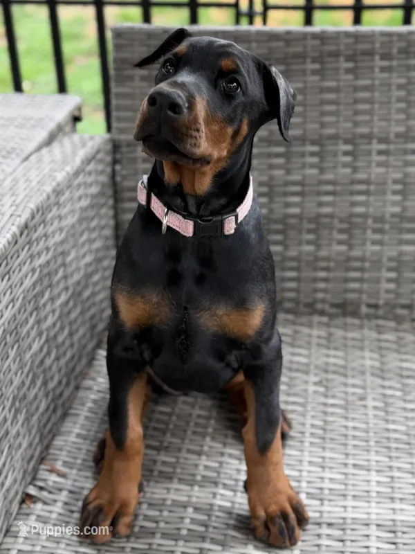 Annabelle AVE MY – Doberman Pinscher puppy for sale in Richmond, VA