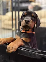 Annabelle AVE MY, a female Doberman Pinscher for sale in Richmond, VA – Photo 1 of 4