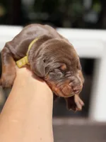 Brie AVE MY, a female Doberman Pinscher for sale in Richmond, VA – 1 of 3