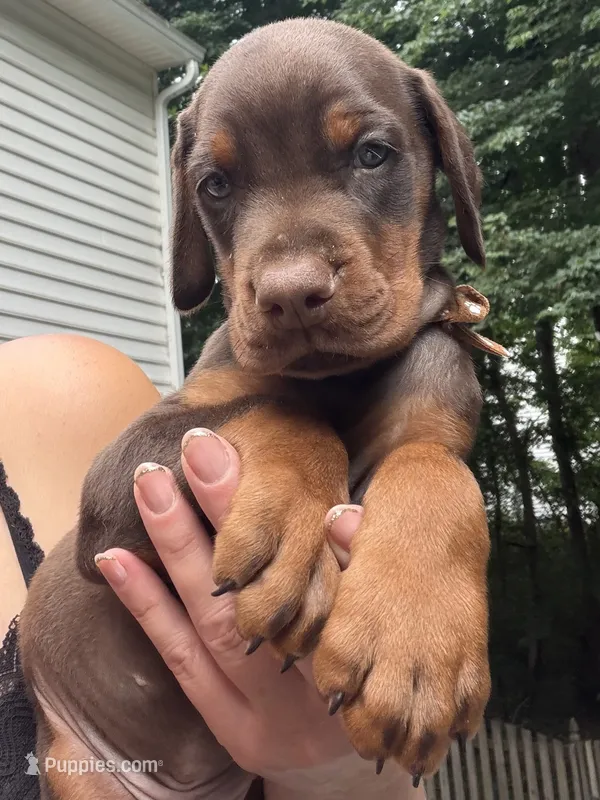 Blaze AVE MY  – Doberman Pinscher puppy for sale in Richmond, VA