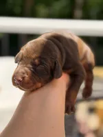 Brie AVE MY, a female Doberman Pinscher for sale in Richmond, VA – 2 of 3