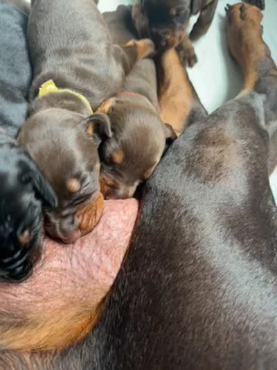 Boomer AVE MY, a male Doberman Pinscher for sale in Richmond, VA – 2 of 2