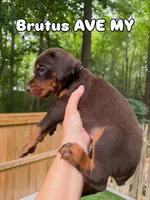 Brutus AVE MY, a male Doberman Pinscher for sale in Richmond, VA – 2 of 5