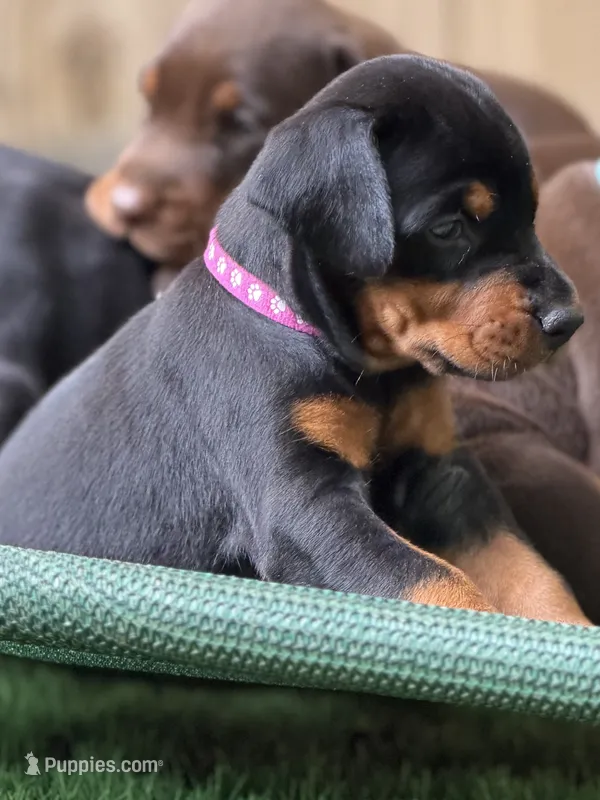 Bagheera AVE MY  – Doberman Pinscher puppy for sale in Richmond, VA